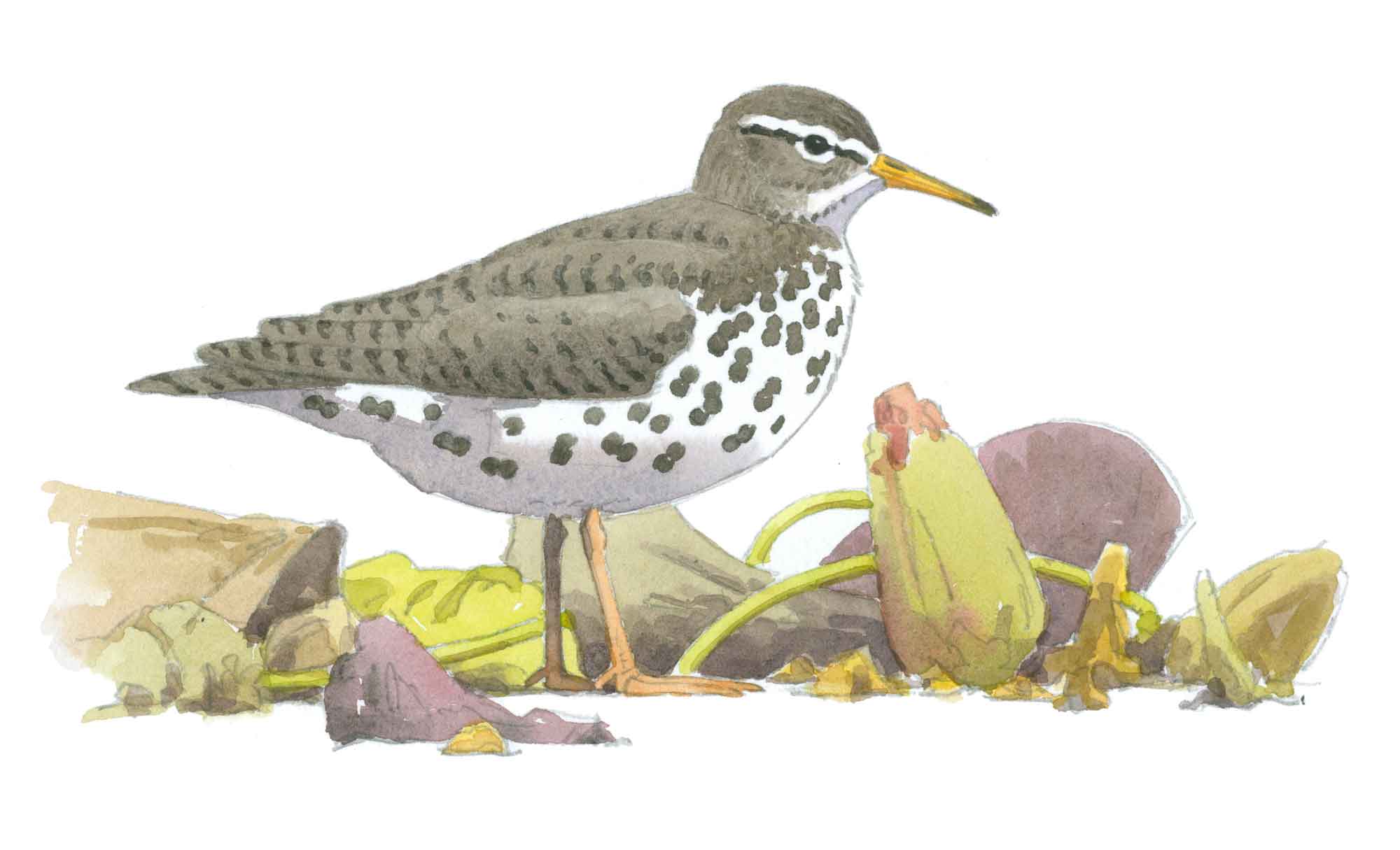 Spotted-Sandpiper