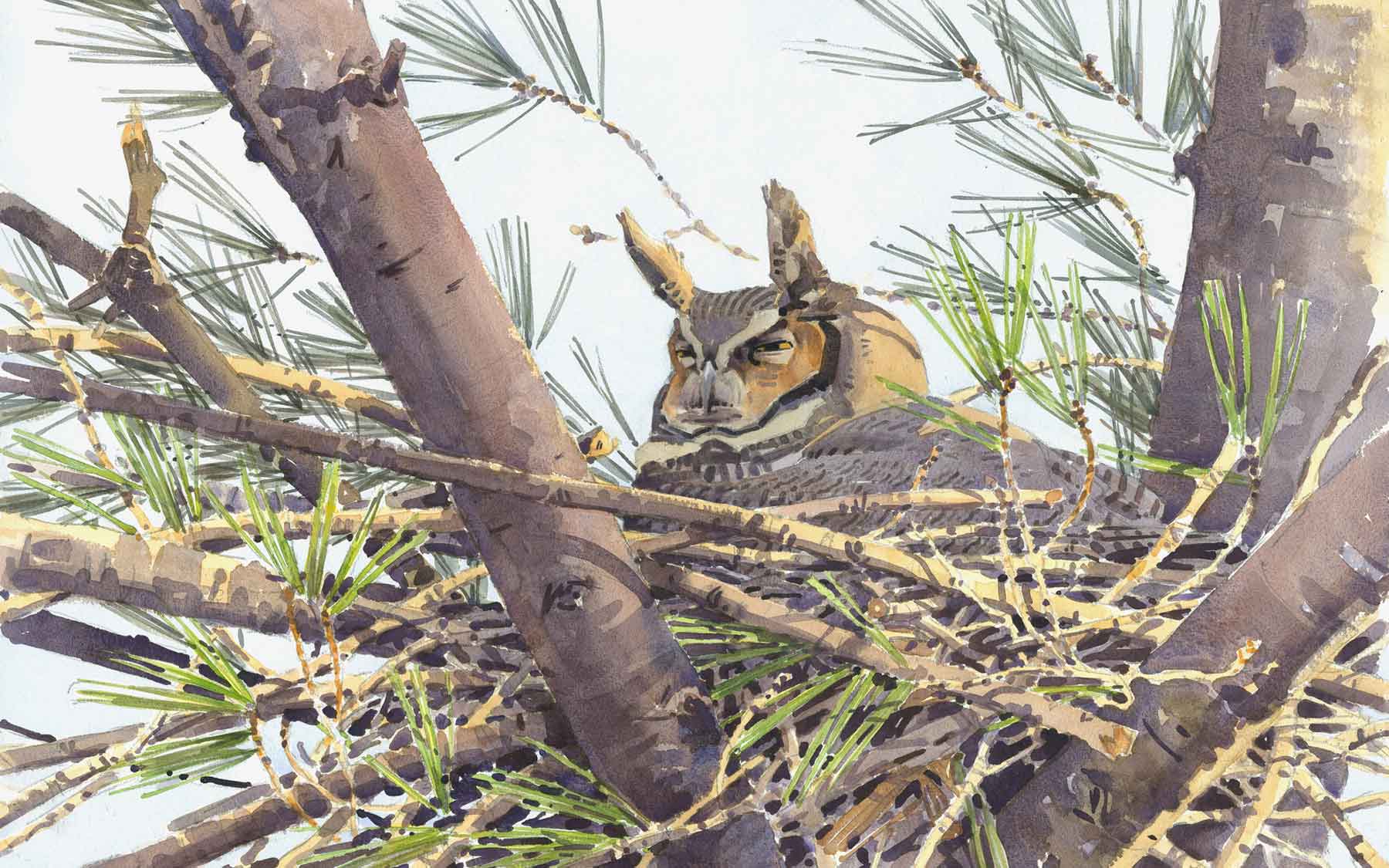 Great-Horned-Owl-on-Nest