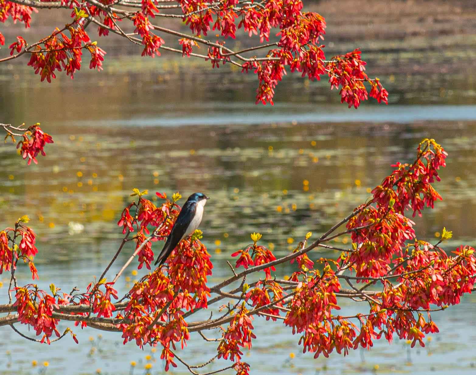 Swallow-perched