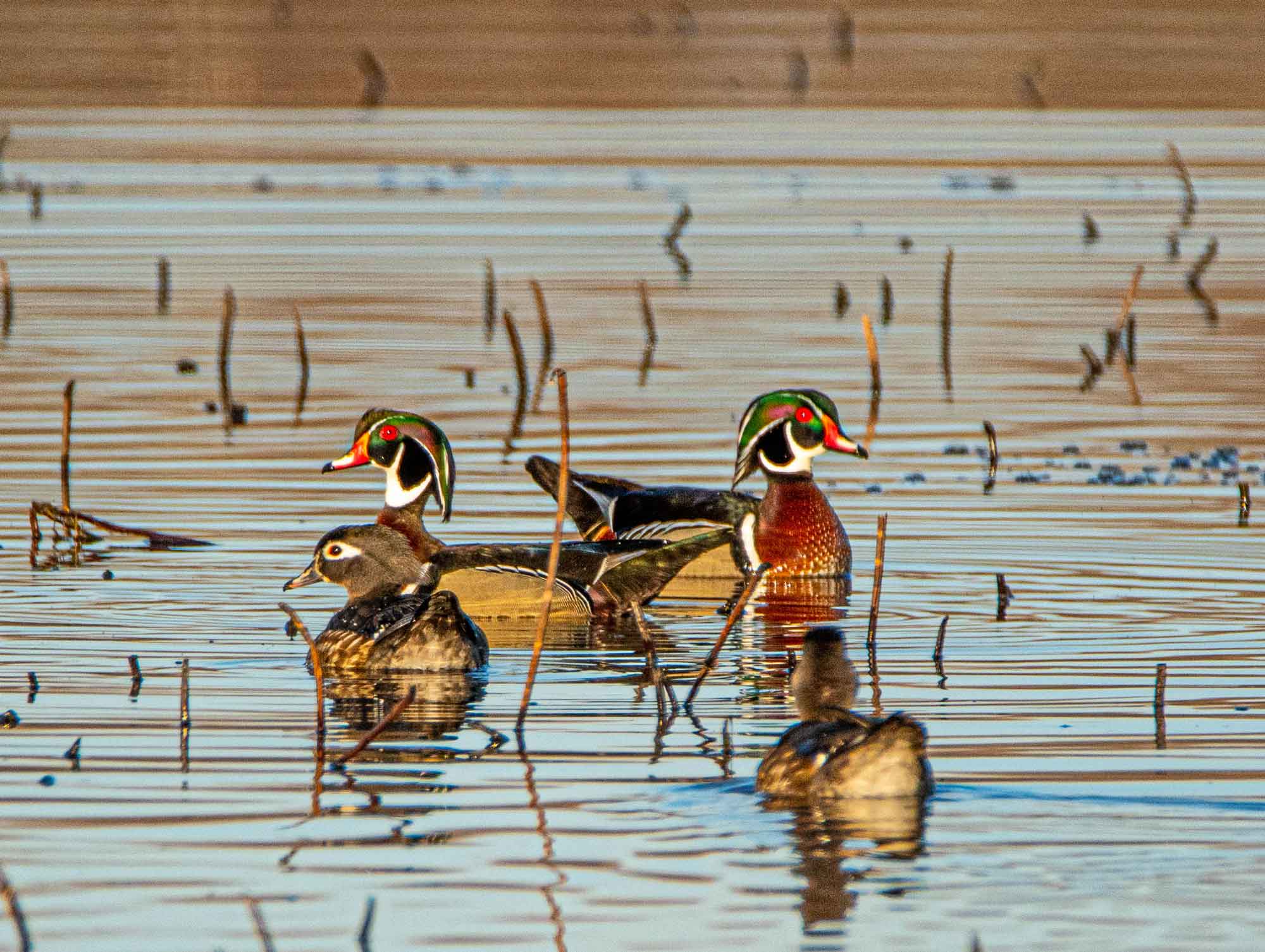 Wood Ducks