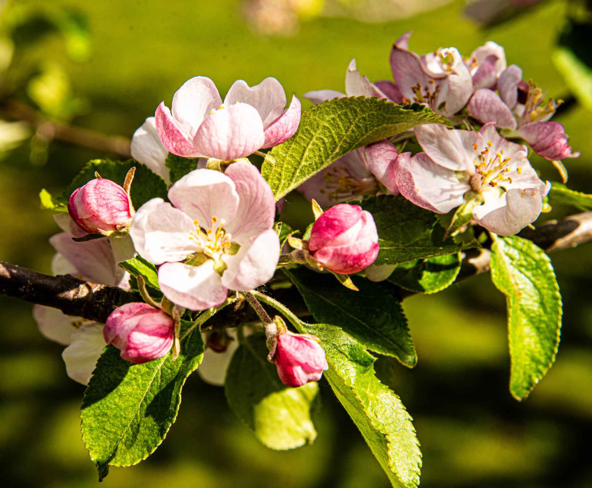 Thumbnail apple blossom. 