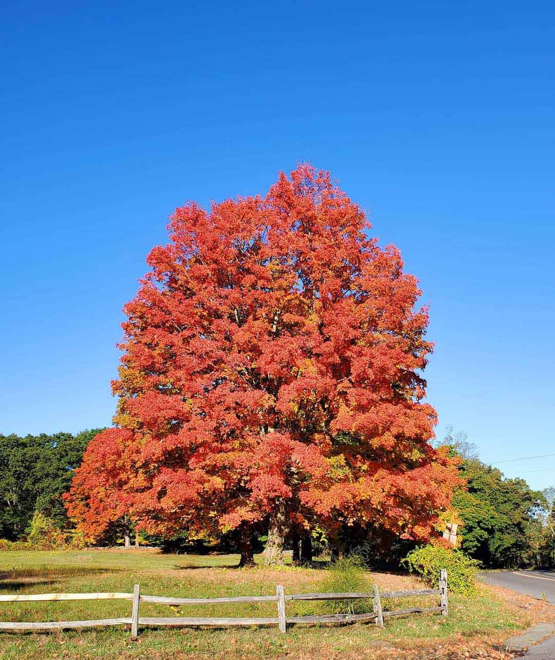 My-favorite-tree-sits-at-the-intersection-of-Lexington-Road-and-Route-2-in-Minute-Man-National-Historical-Park.-.jpg