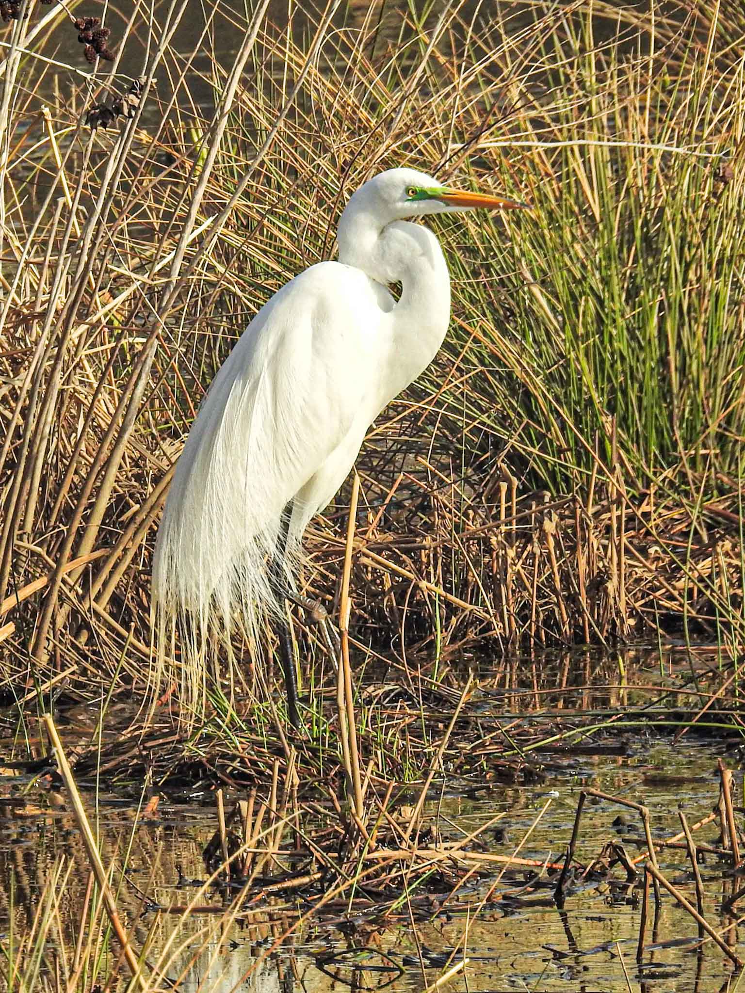 Great-Egret.jpg