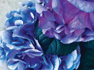 Johnston_Hydrangea_limited-edition-photograph.jpg