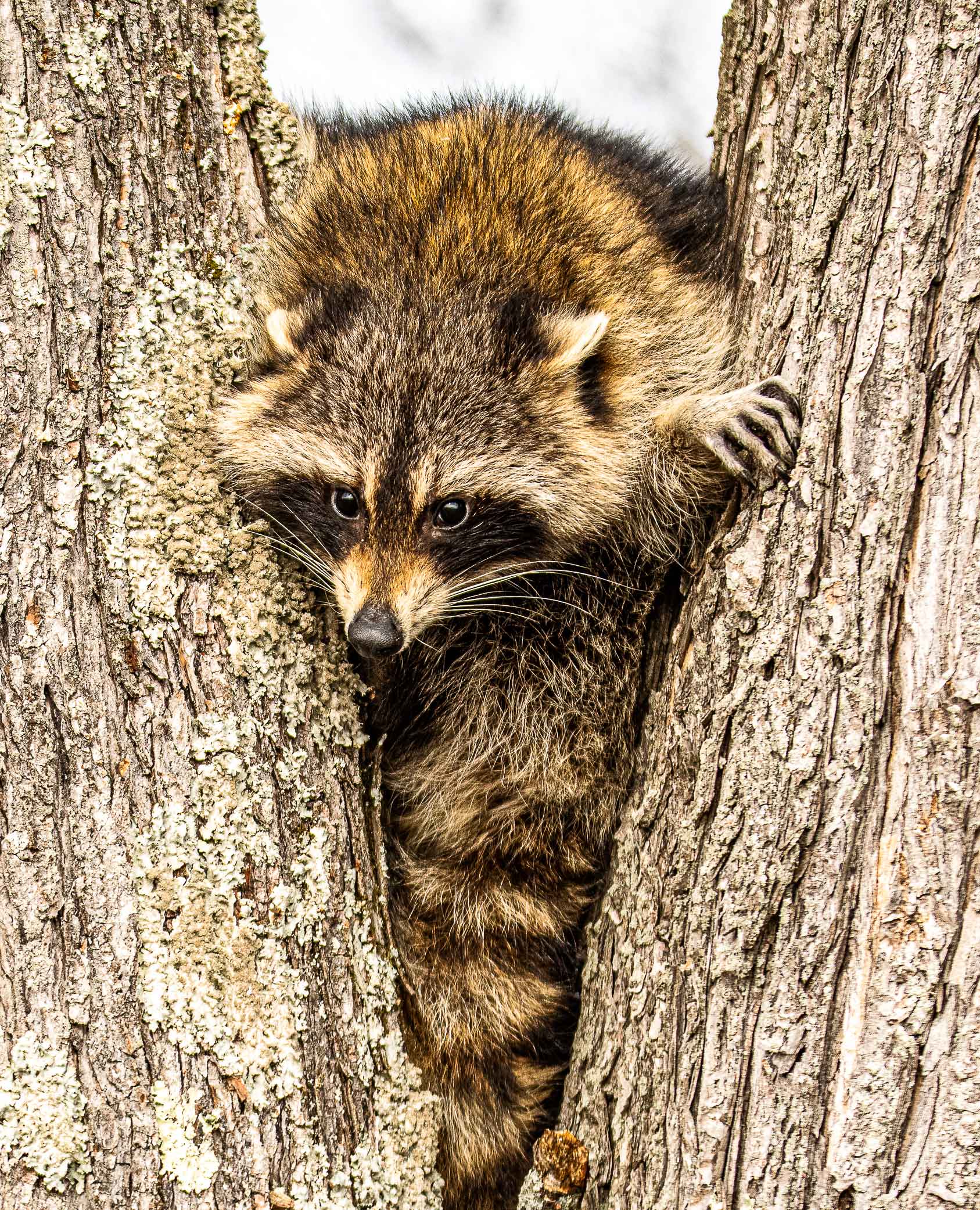 Rocky-the-racoon-checking-on-us.jpg