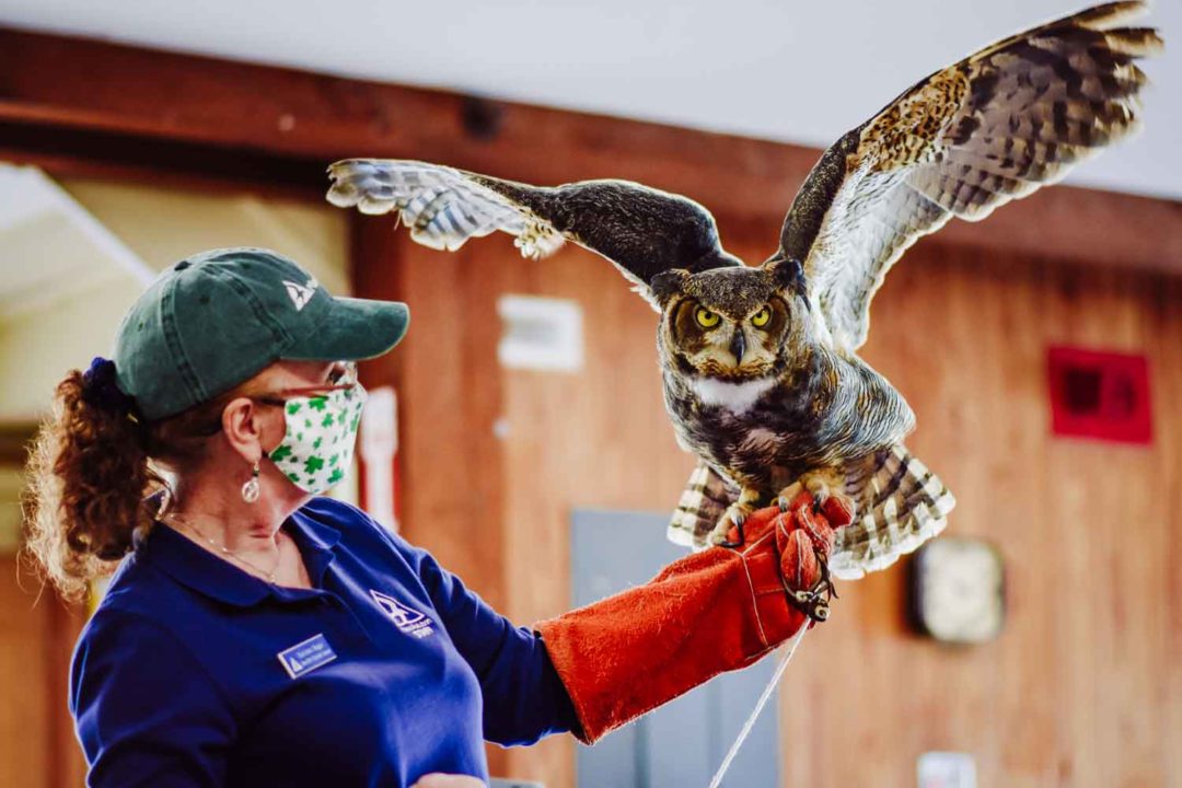 Birds-of-Prey-Wildlife-Encounter.jpg