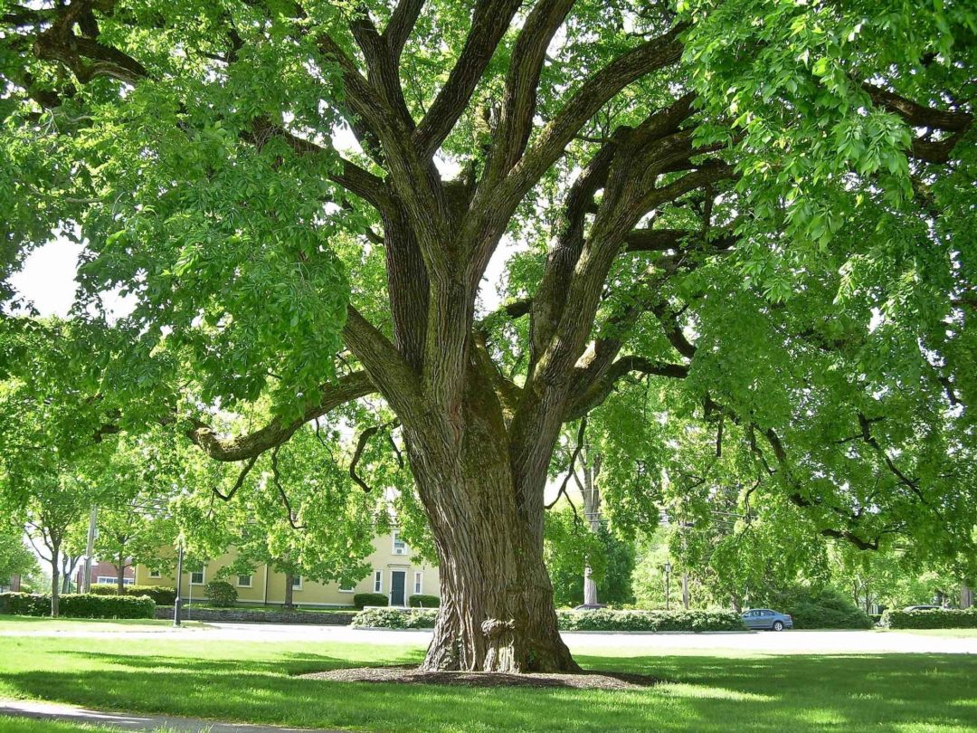 Great_Elm_at_Phillips_Academy,_Andover,_MA_-_May_2020.jpg