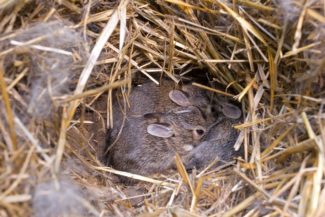 baby-bunnies.jpg