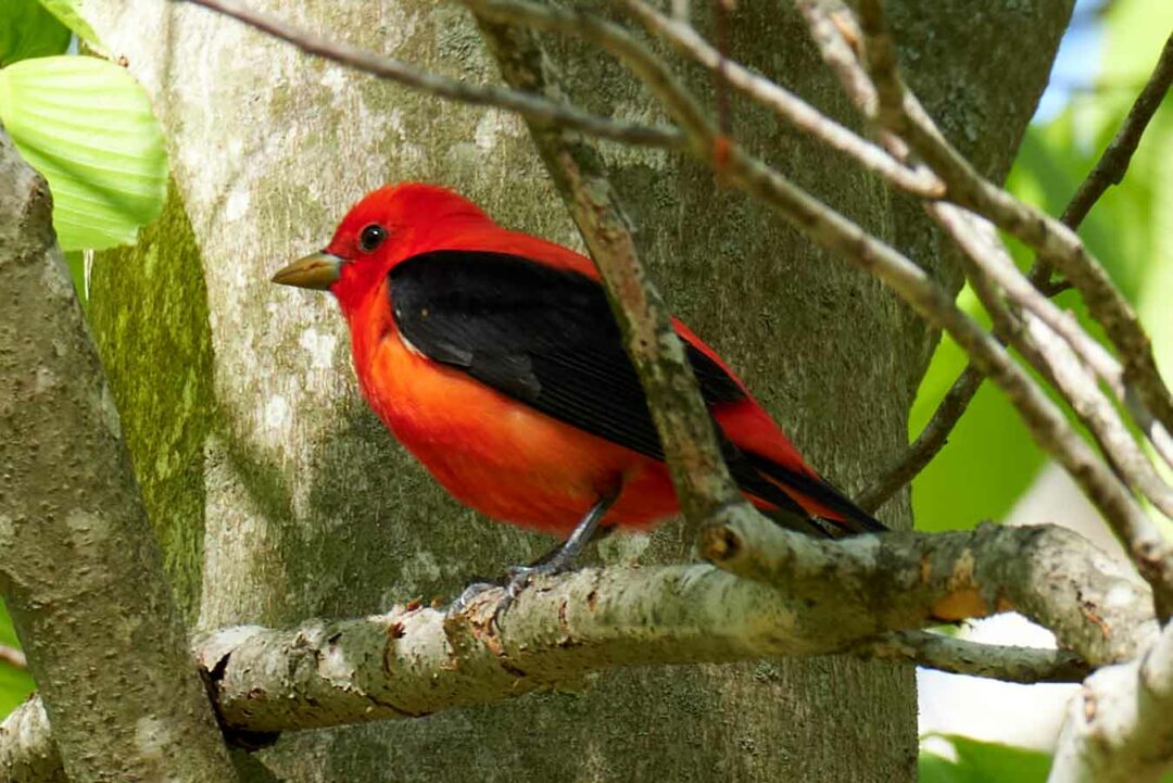 scarlet-tanager-hi.jpg