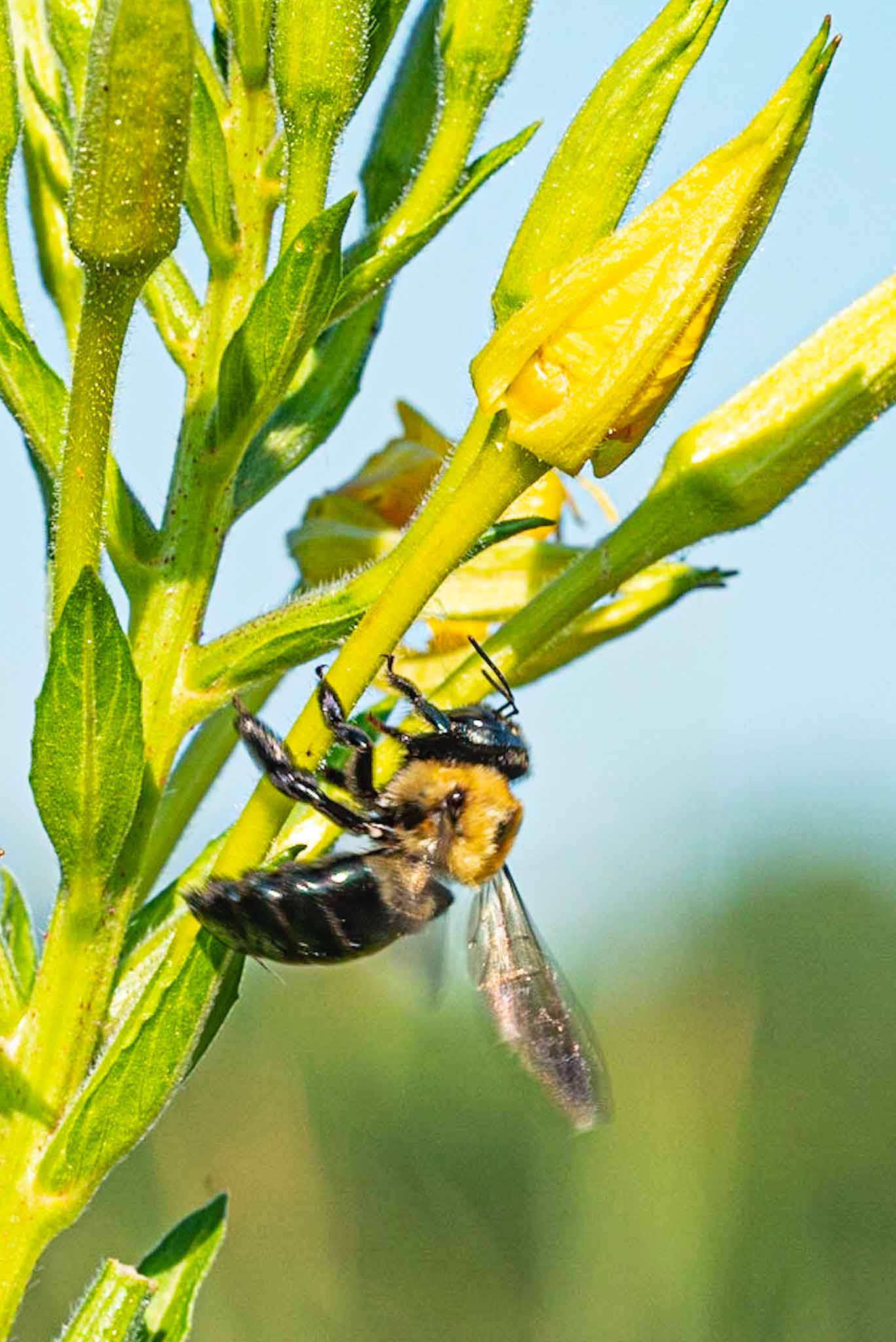 Bee-on-primrose.jpg