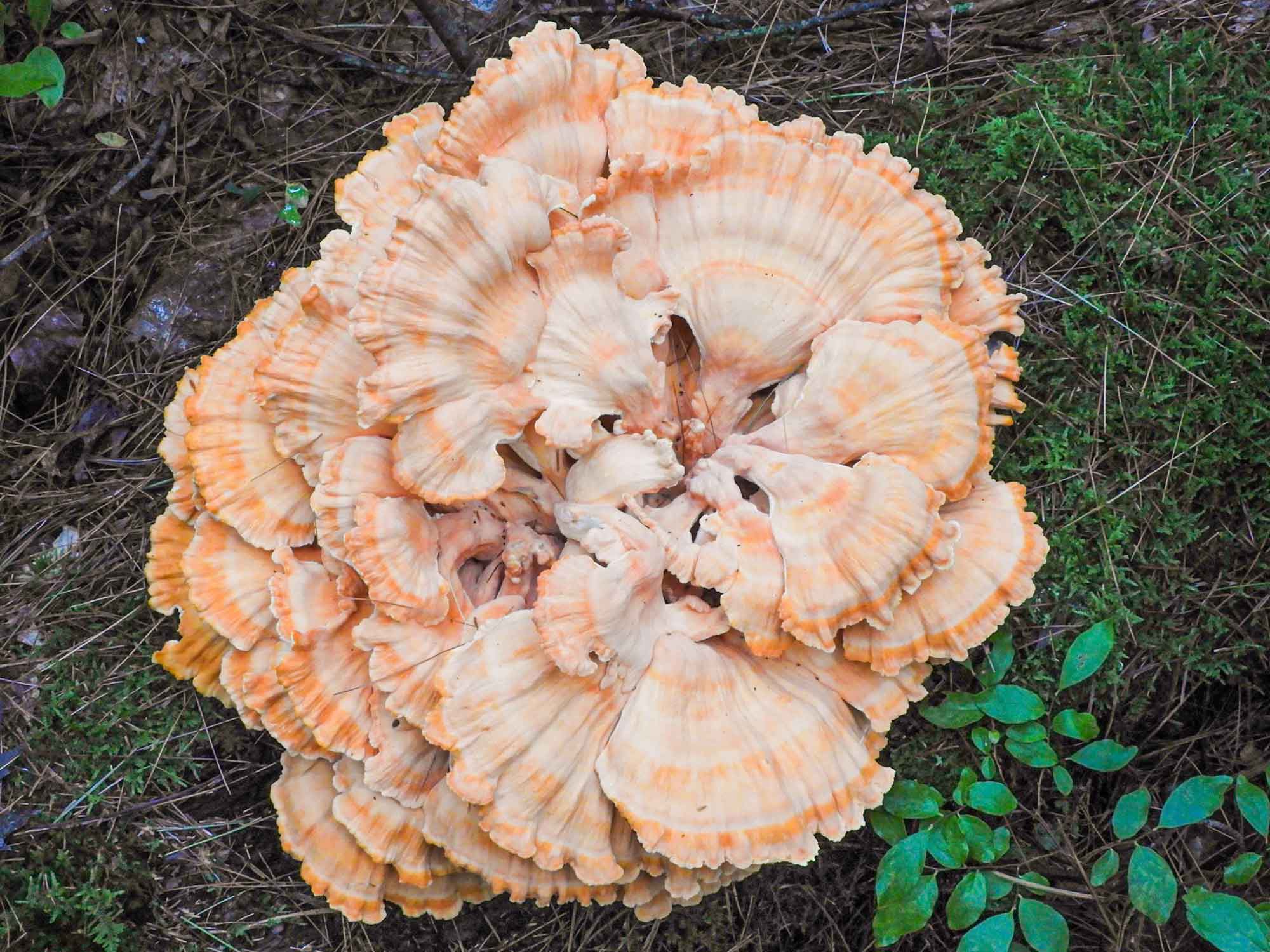 Chicken-of-the-Woods-mushroom.jpg