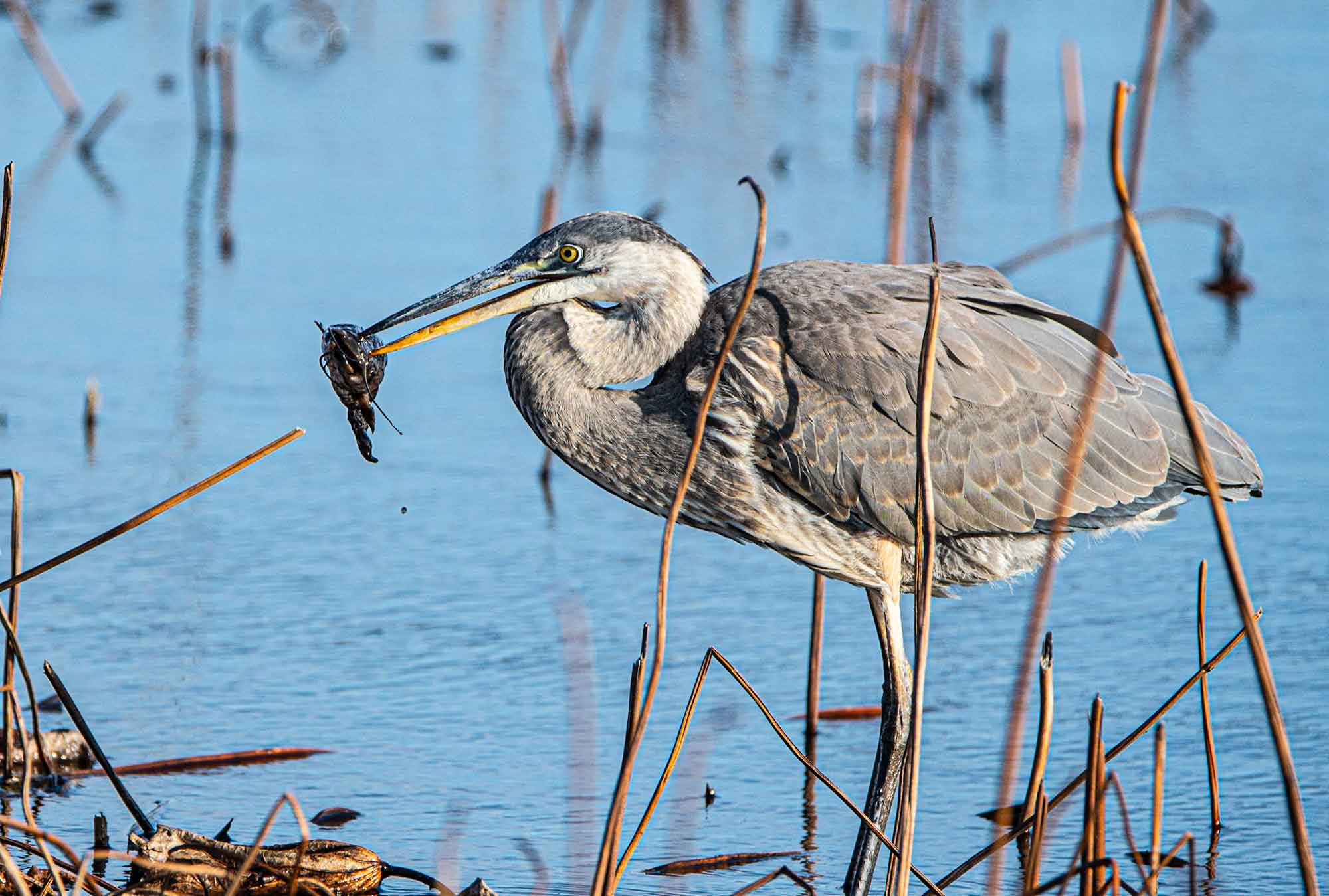 Great-Blue-Heron-fishing.jpg