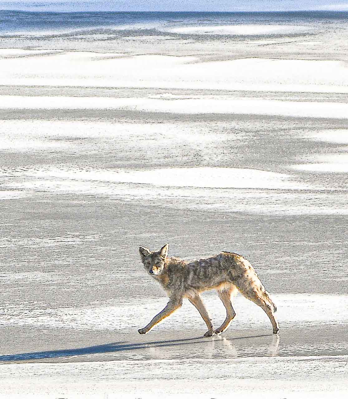 thumbnail_Coyote-on-river.jpg