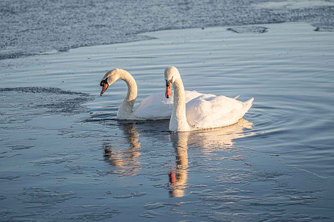 thumbnail_Swans-in-ice.jpg