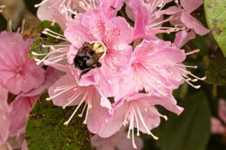 Bee-on-pink-flower.jpg