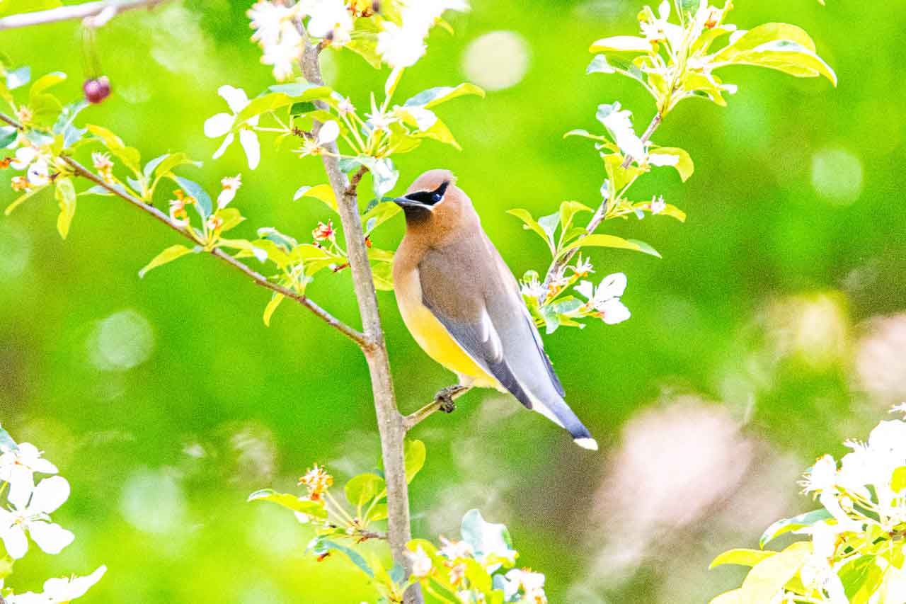 Cedar-waxwing_.jpg