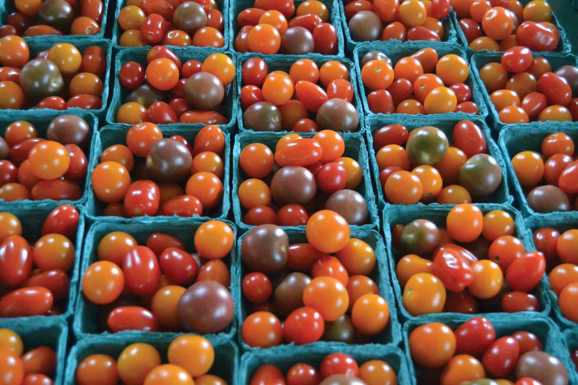 Fresh-tomatoes-Barrett's-Mill-Farm.jpg