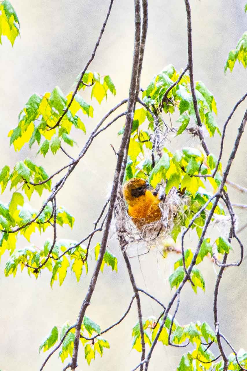 Oriole-nest-building.jpg