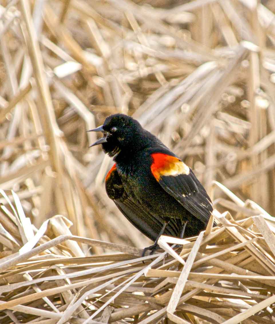 Red-winged-blackbird.jpg