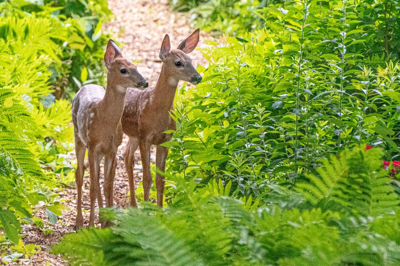 Two-fawns.jpg