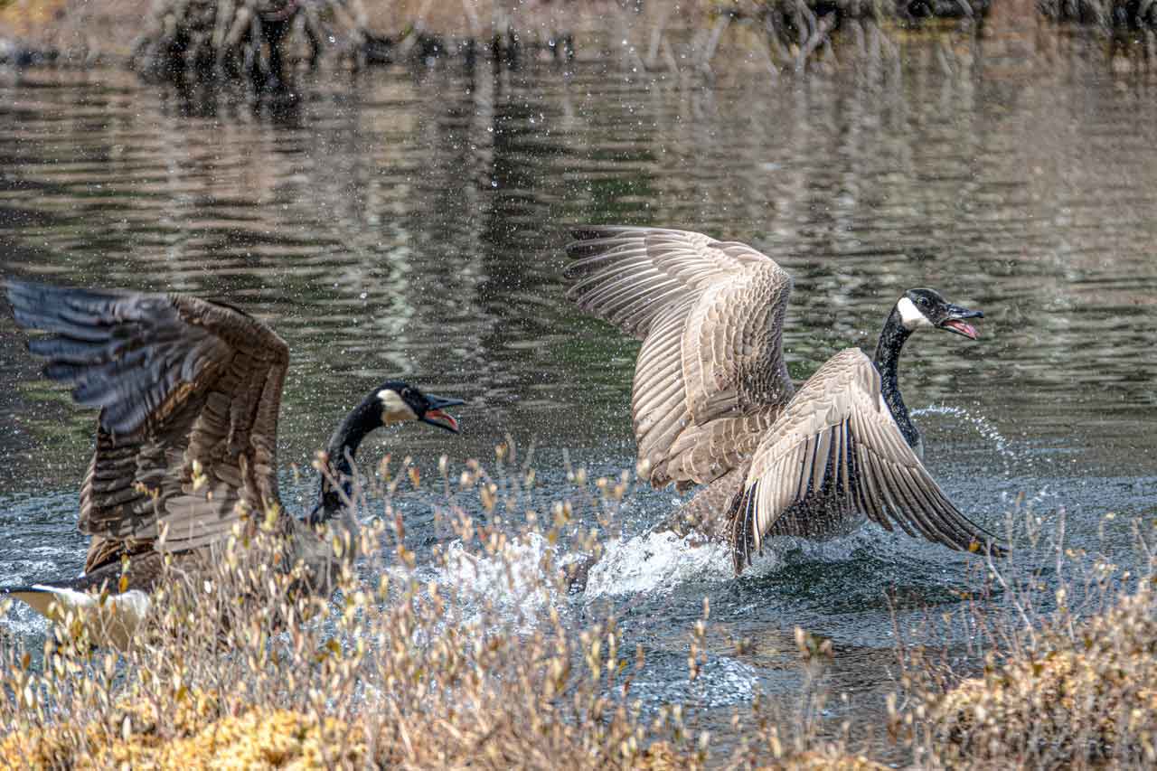 geese-argument.jpg