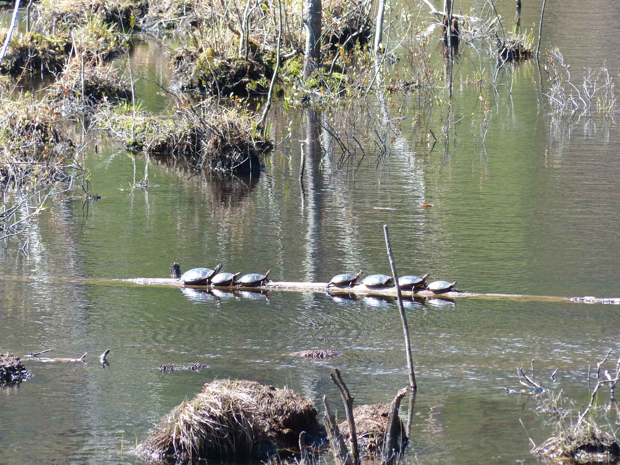 #3-Turtles---HeywoodM-RTTForman-4-19-2021.jpg