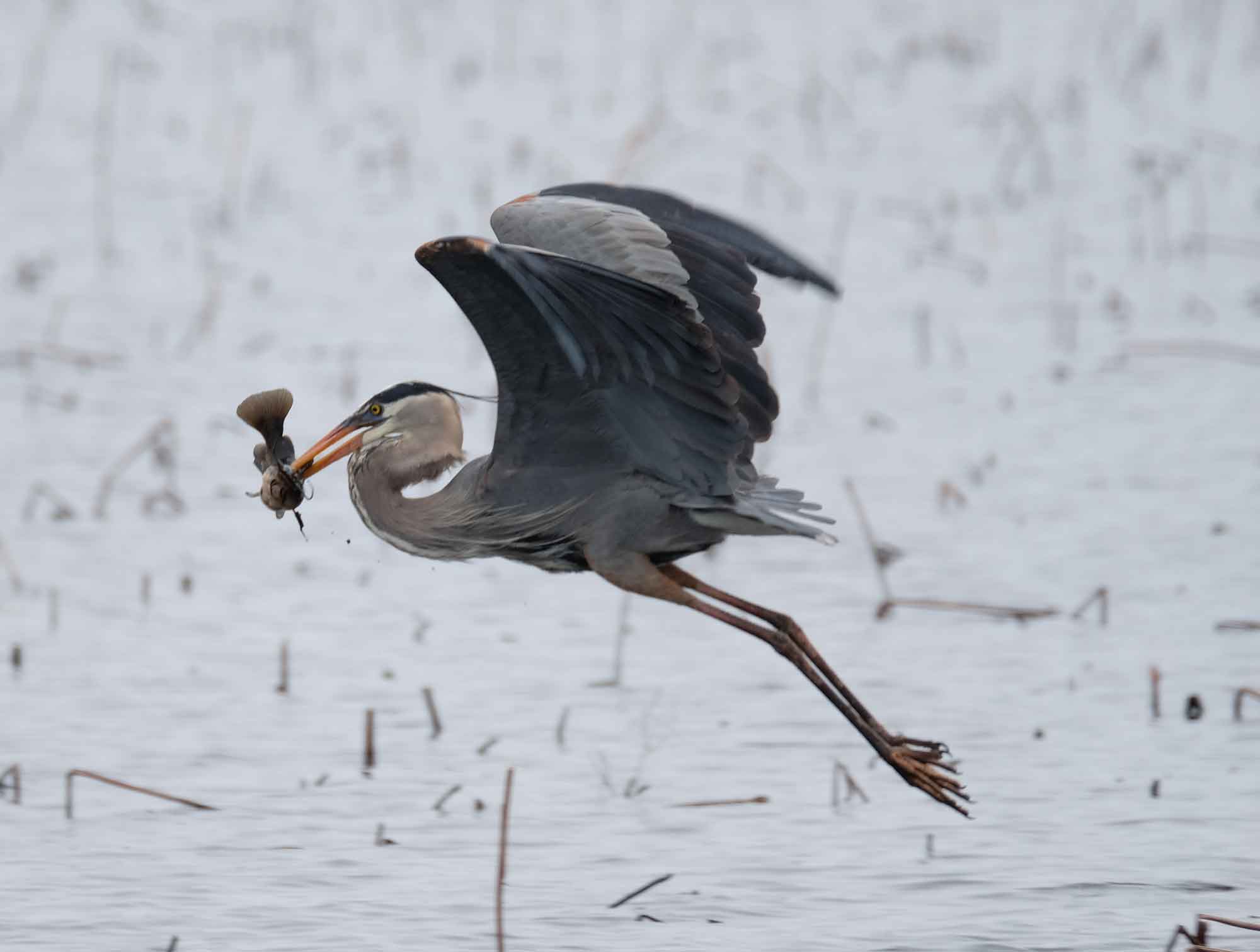 Copy-of-Great-Blue-Heron-at-Great-Meadows-by-Ko-Baryiames.jpg