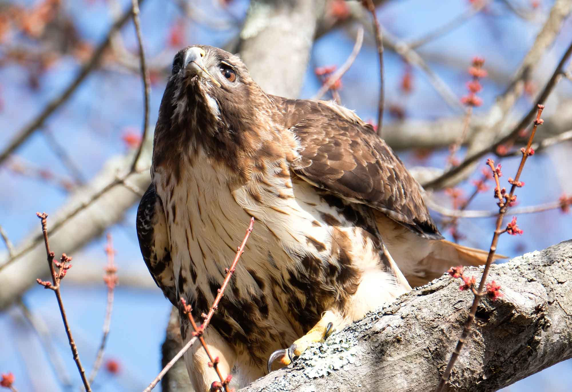 Copy-of-Red-Tail-Hawk-at-Great-Meadows-by-Ko-Baryiames.jpg