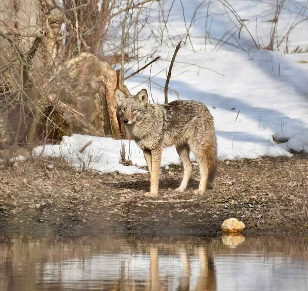 Coyote-reflected-in-the-pool.jpg