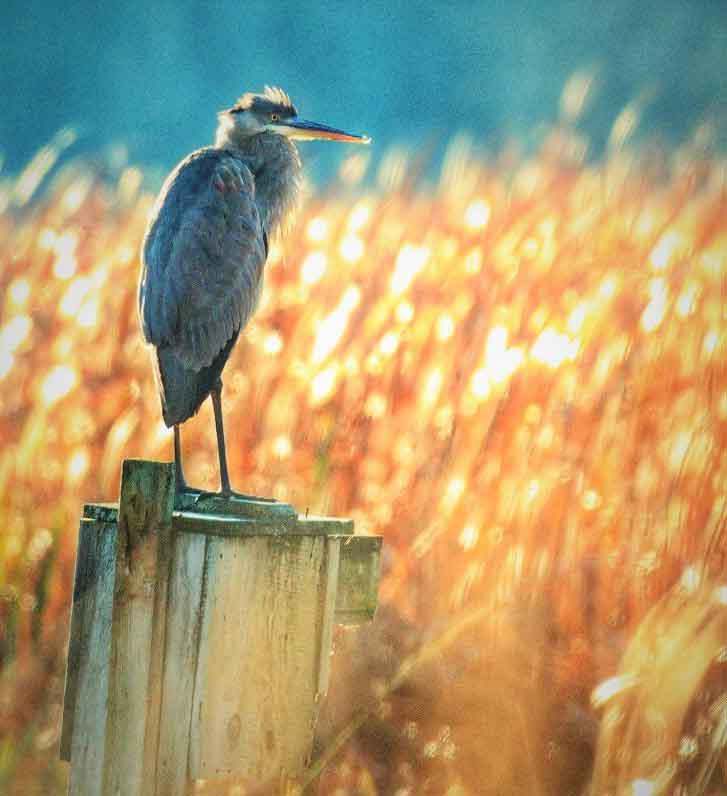 Great-blue-heron-USE-THIS-PHOTO.jpg