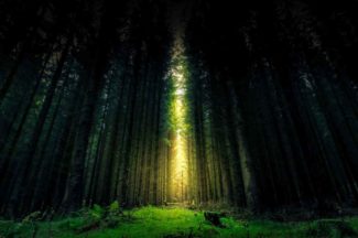 Mystical-forest-id908784768-HT-Pix.jpg