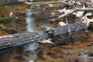 OFR-frog-at-vernal-pool.jpg