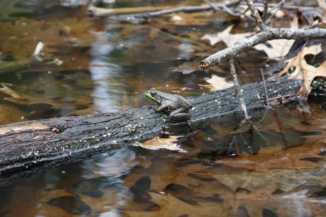 OFR-frog-at-vernal-pool.jpg