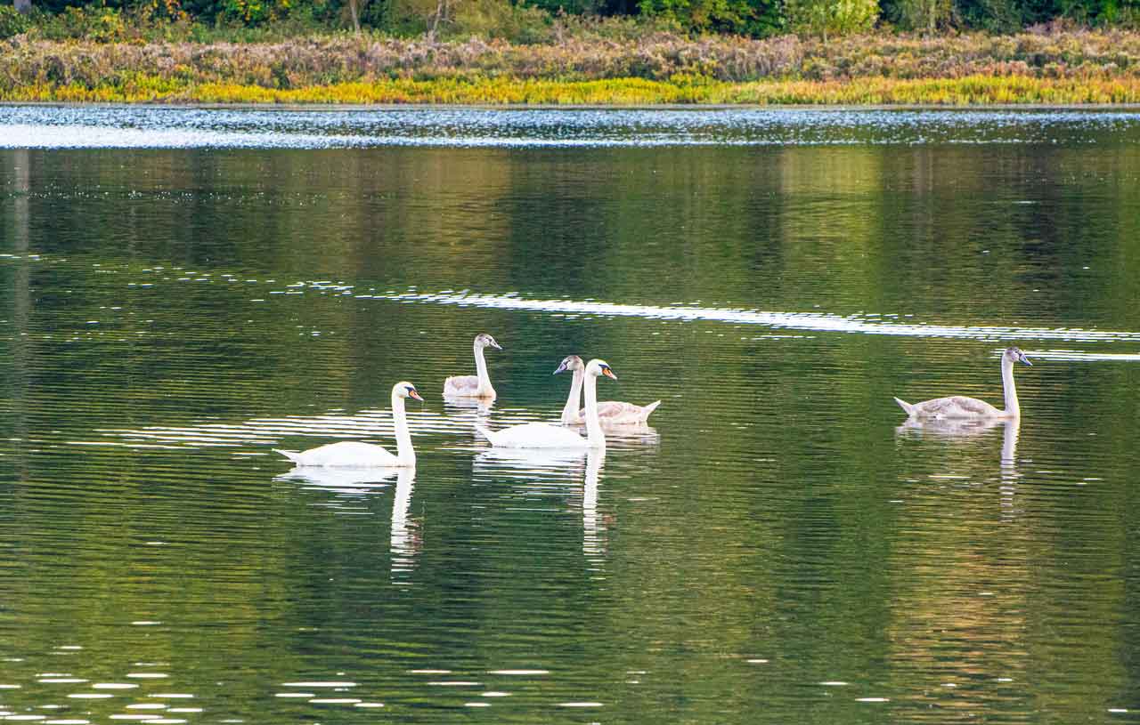 Swan-family.jpg