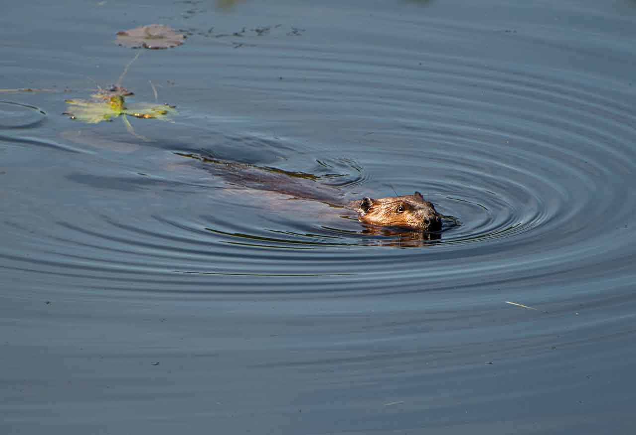 beaver.jpg