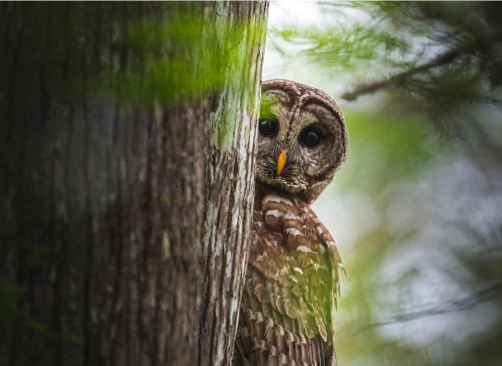 owl-picture-id1216786933-Trevor-Rousselle.jpg