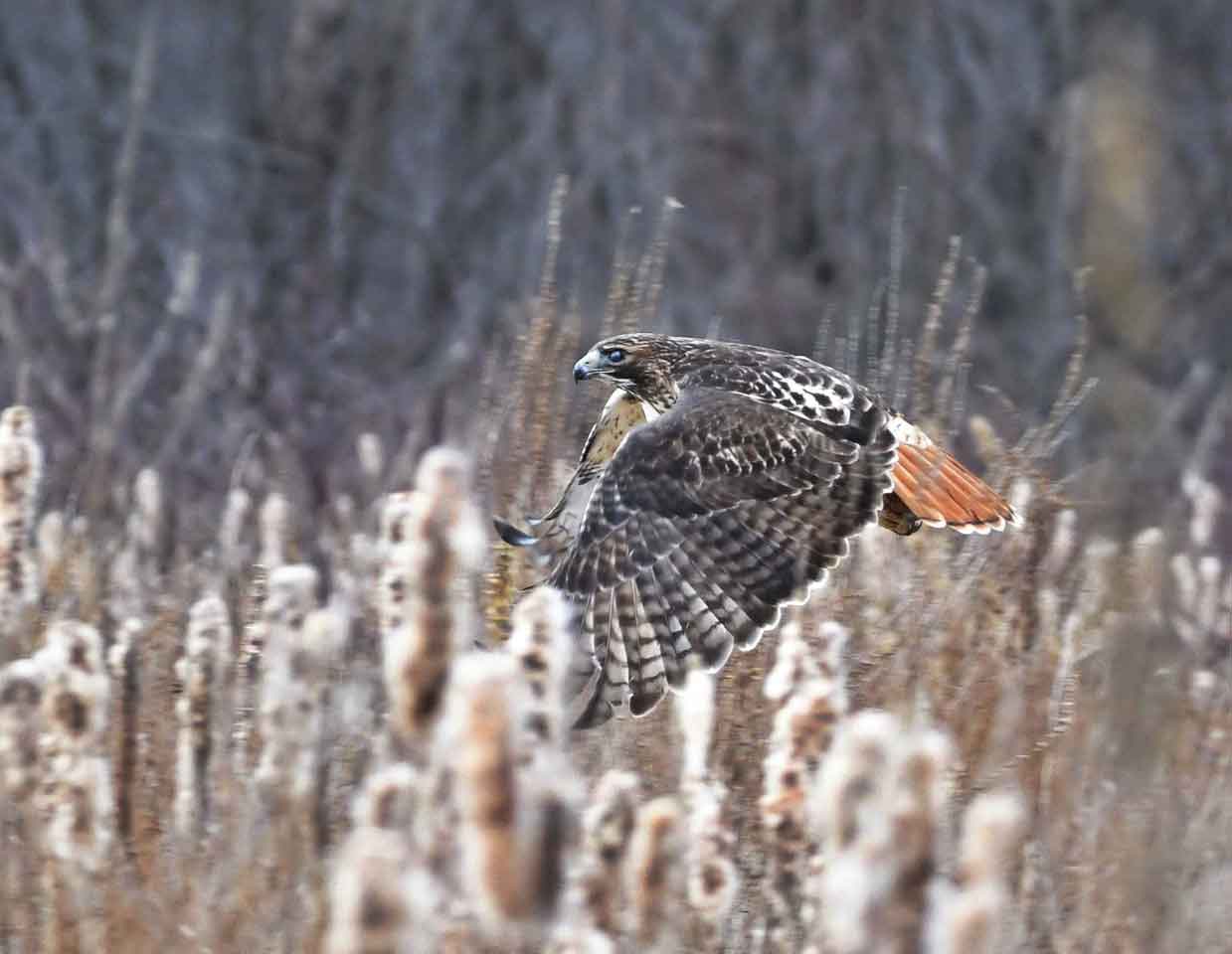 red-tailed-hawk.jpg