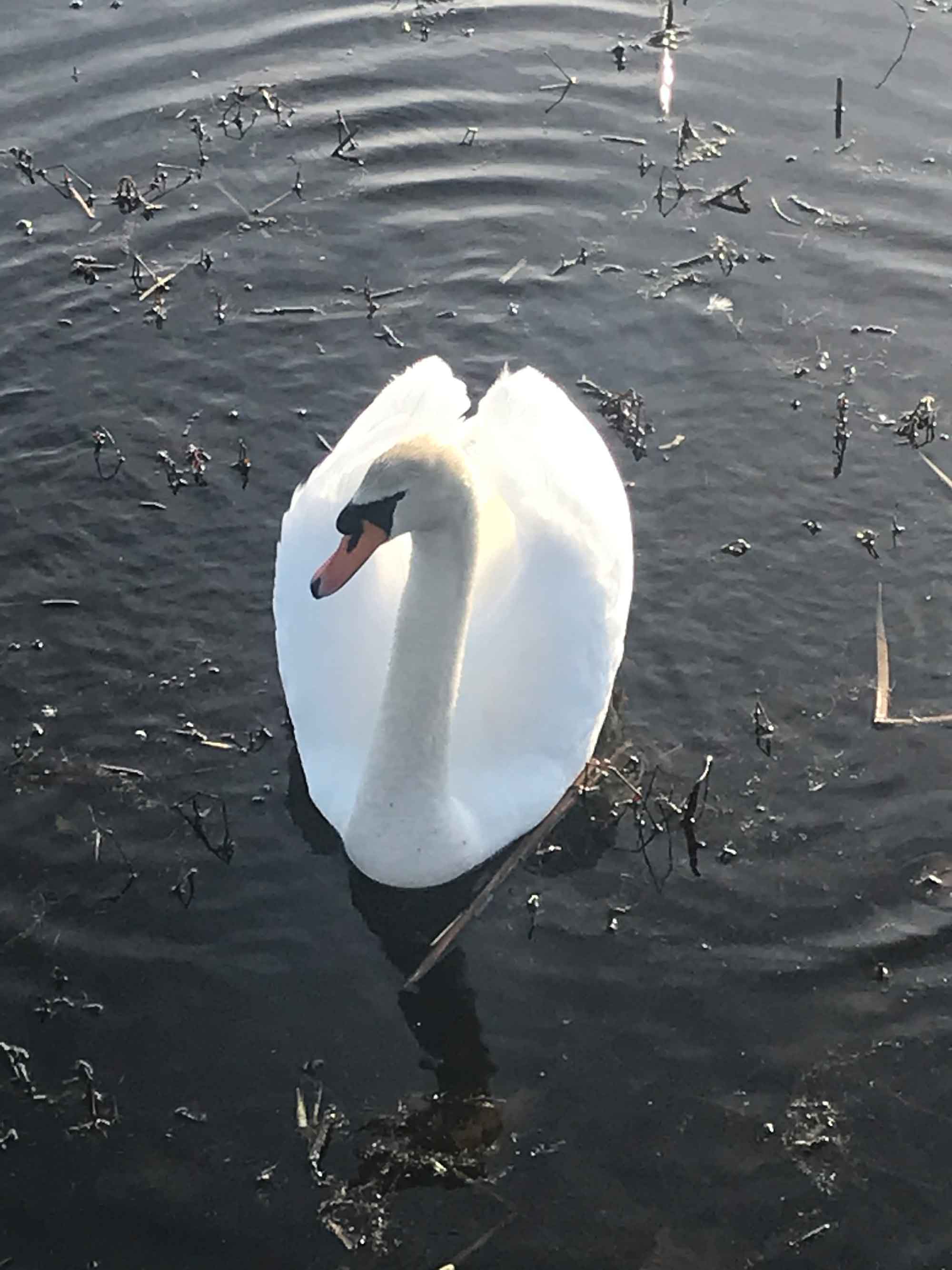 swan.jpg