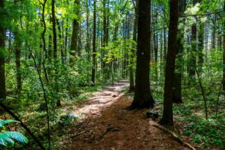 A-wooded-path-at-Walden-Pond-iStock-Alexander-Farnsworth.jpg