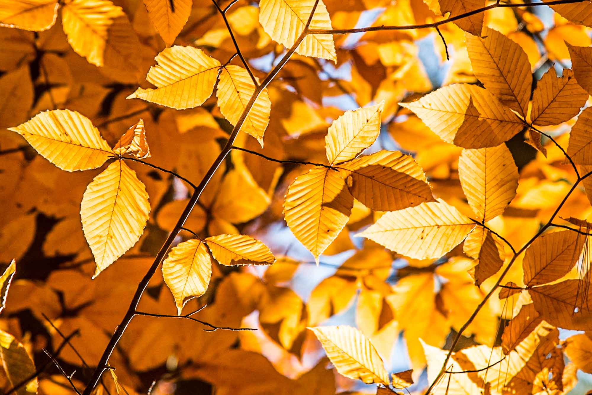 Beech-leaves-at-Brewster;s-Wood.jpg