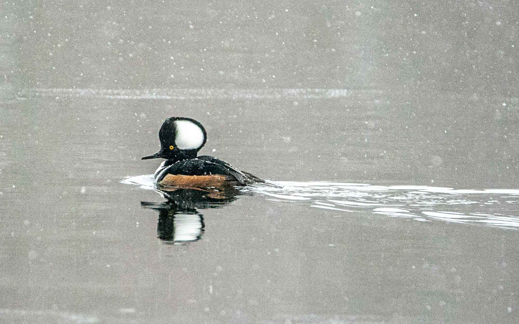 Hooded-Merganser.jpg