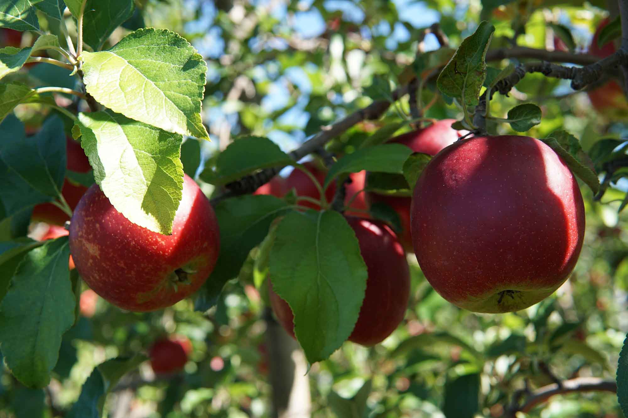 3240px-Apples_at_Holmberg_Orchards.jpg