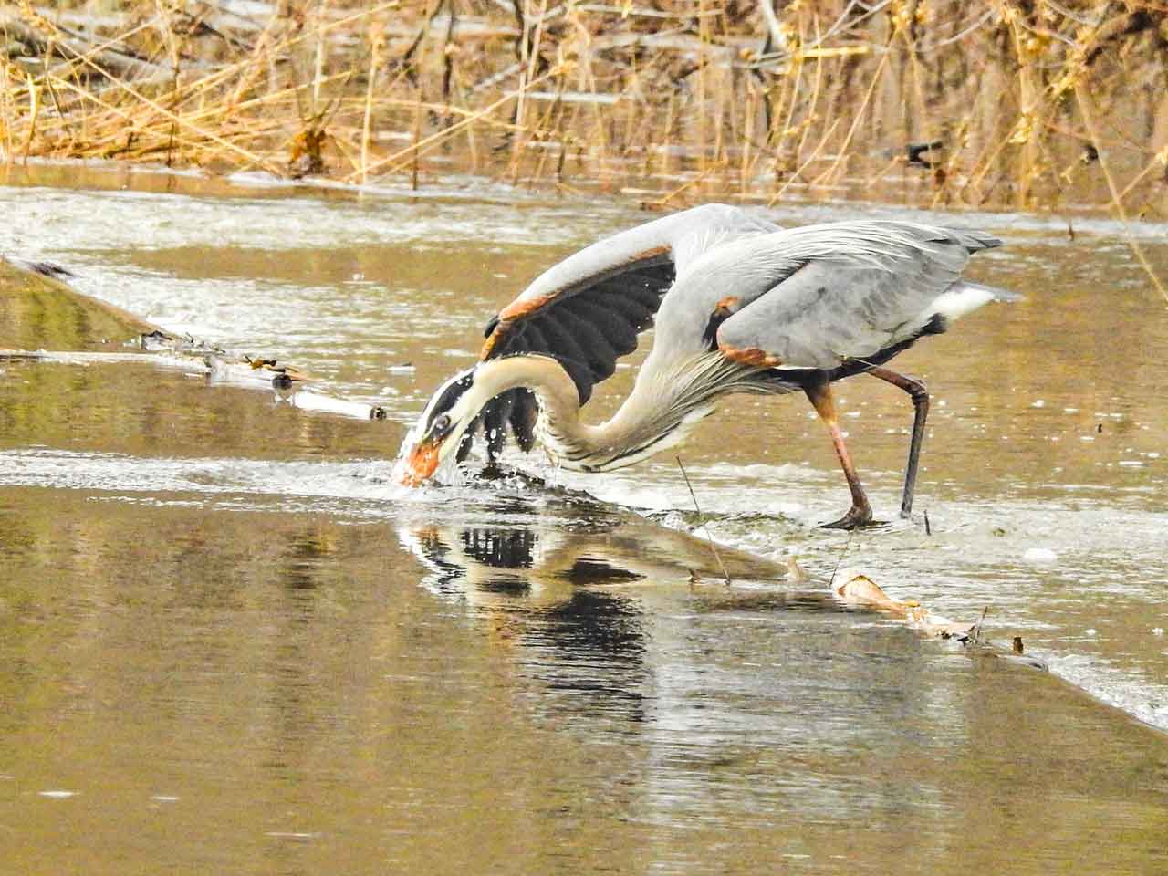 Heron-ice-fishing.jpg