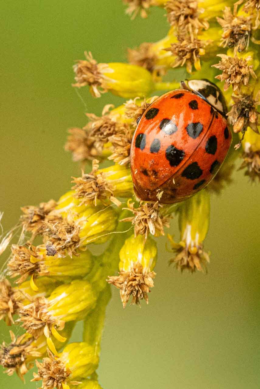 Lady-bug.jpg