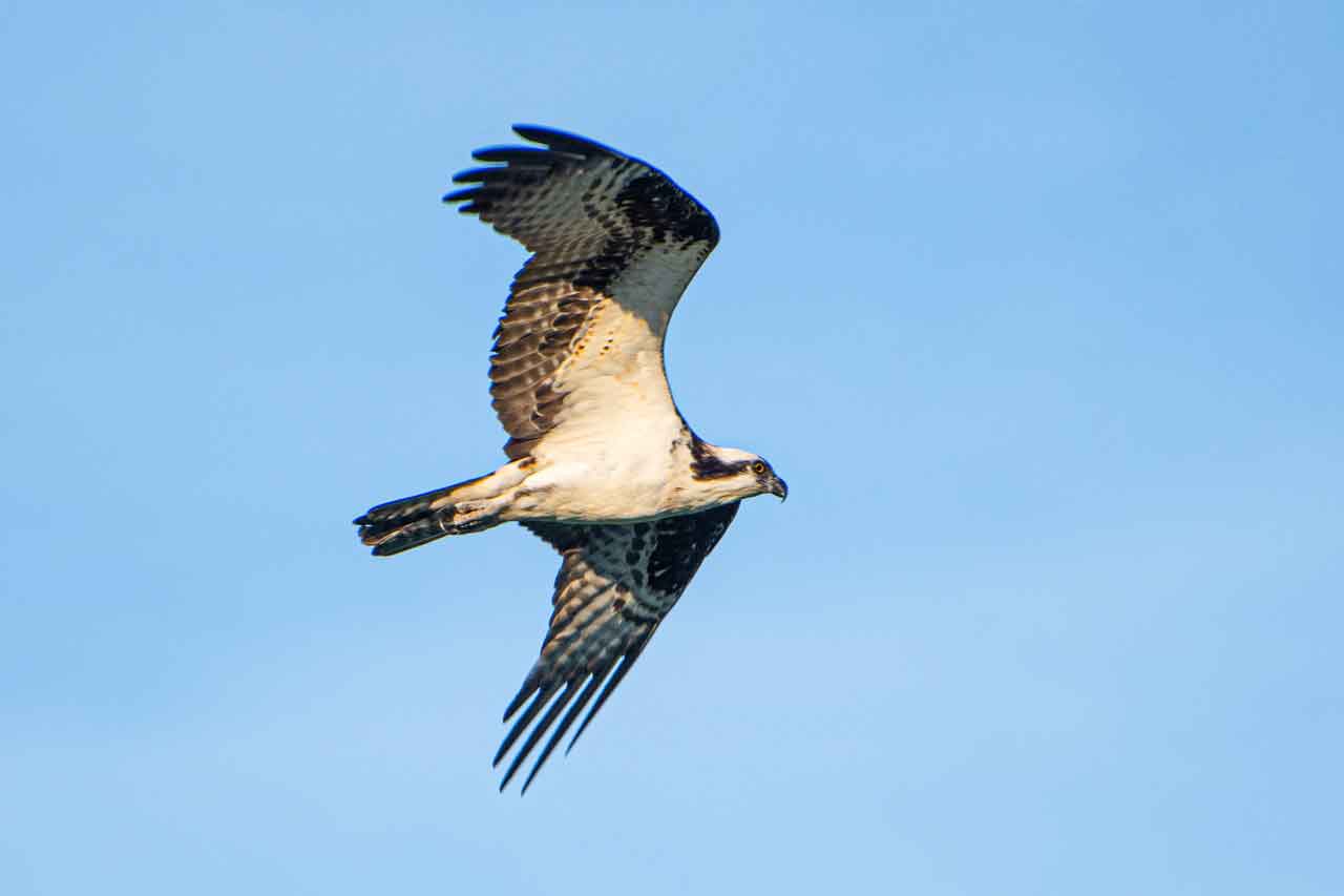 Osprey-heading-south.jpg