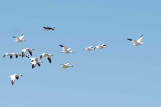 Snow-geese-passing-over.jpg