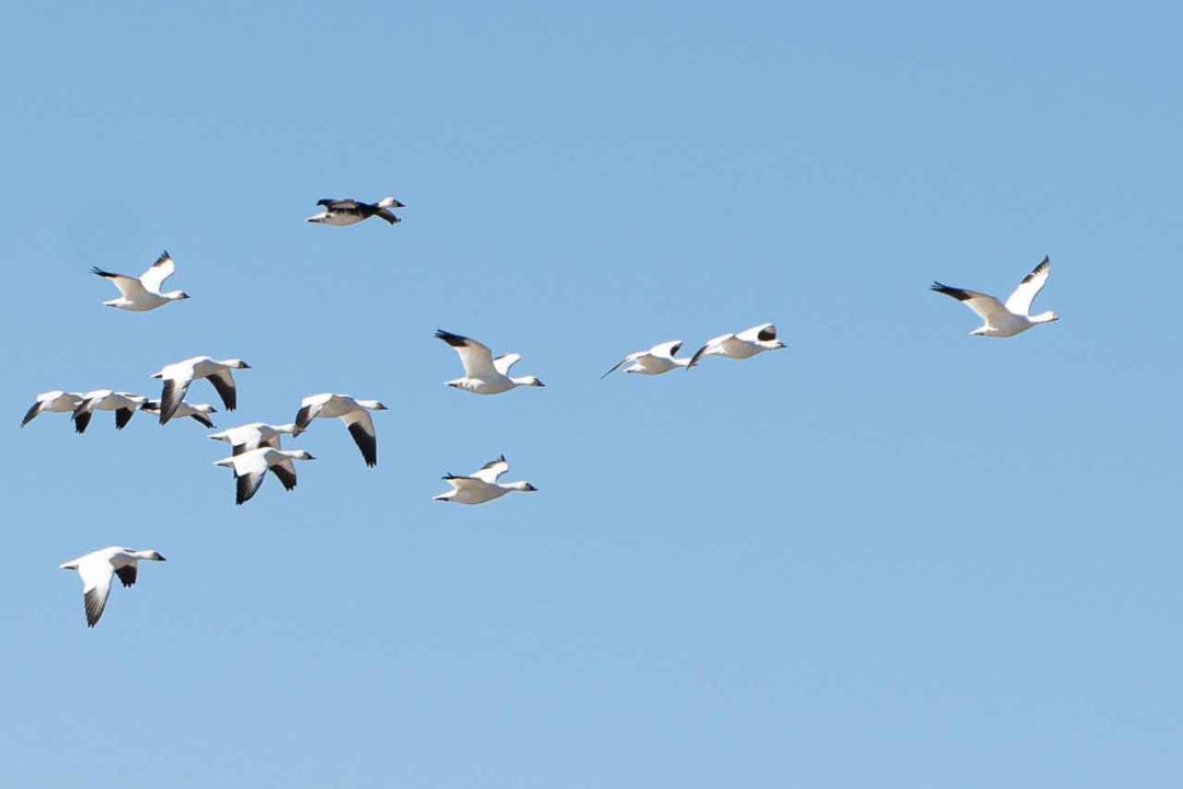 Snow-geese-passing-over.jpg