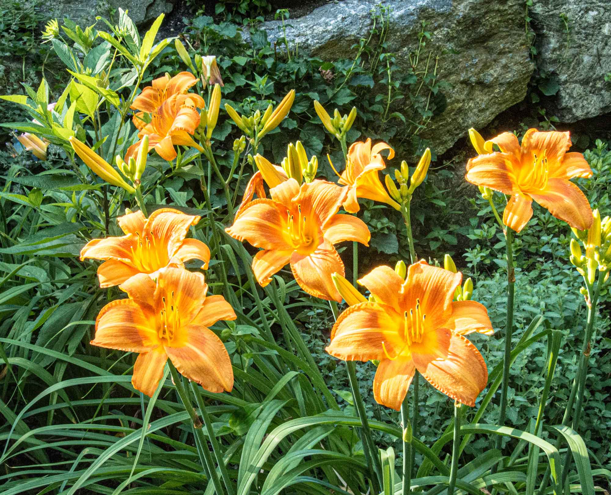 Day-Lilies.jpg