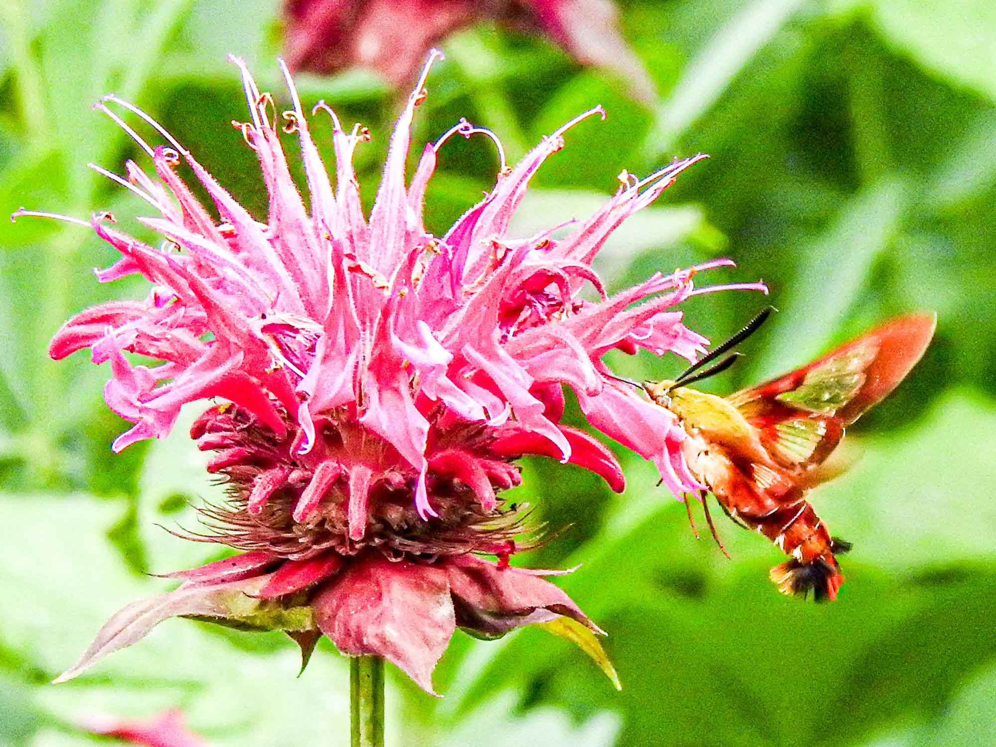 Humming-bird-moth-on-Bee-Balm.jpg