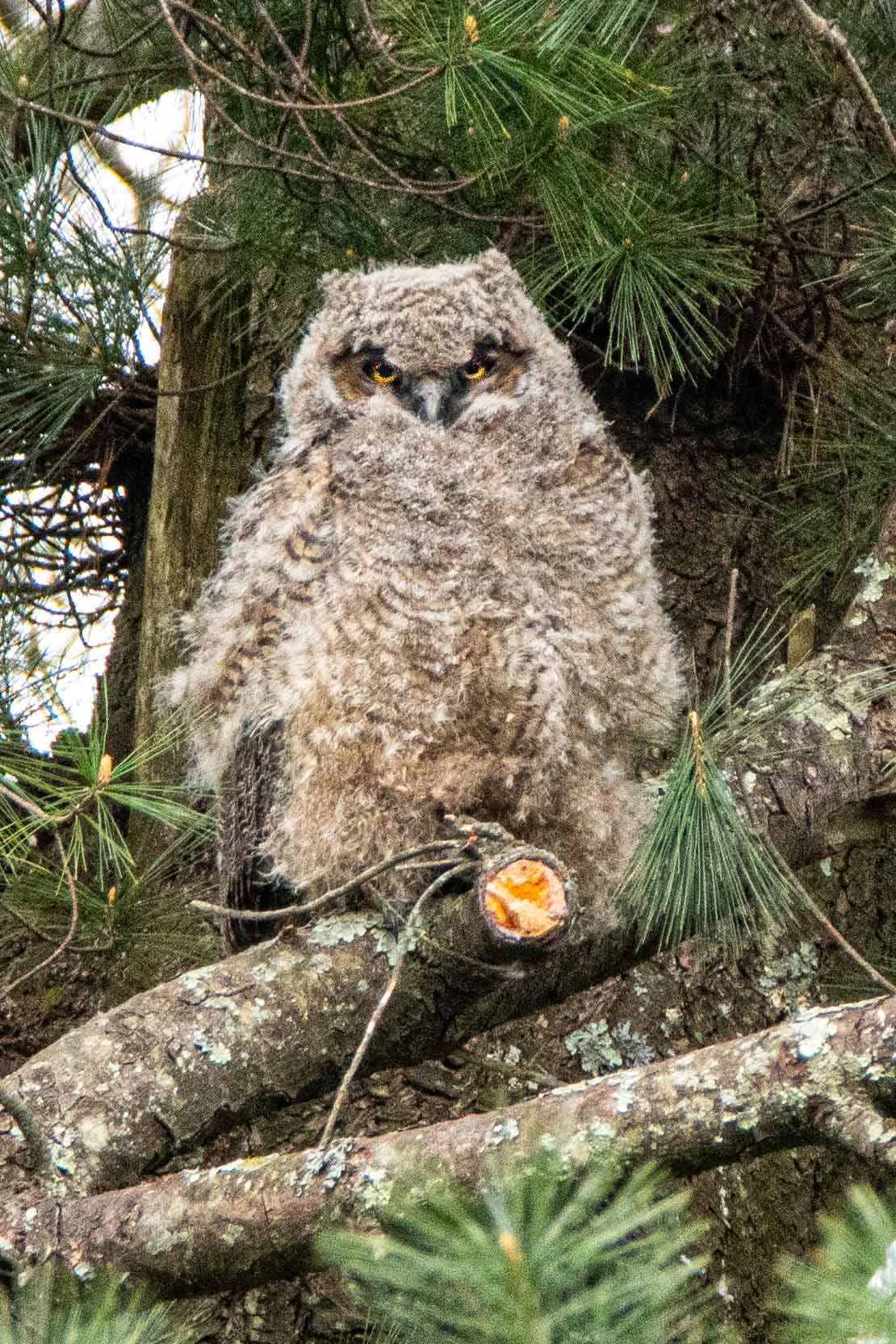 Young-Great-Horned-Owl.jpg